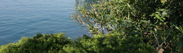Port Camille Rayon