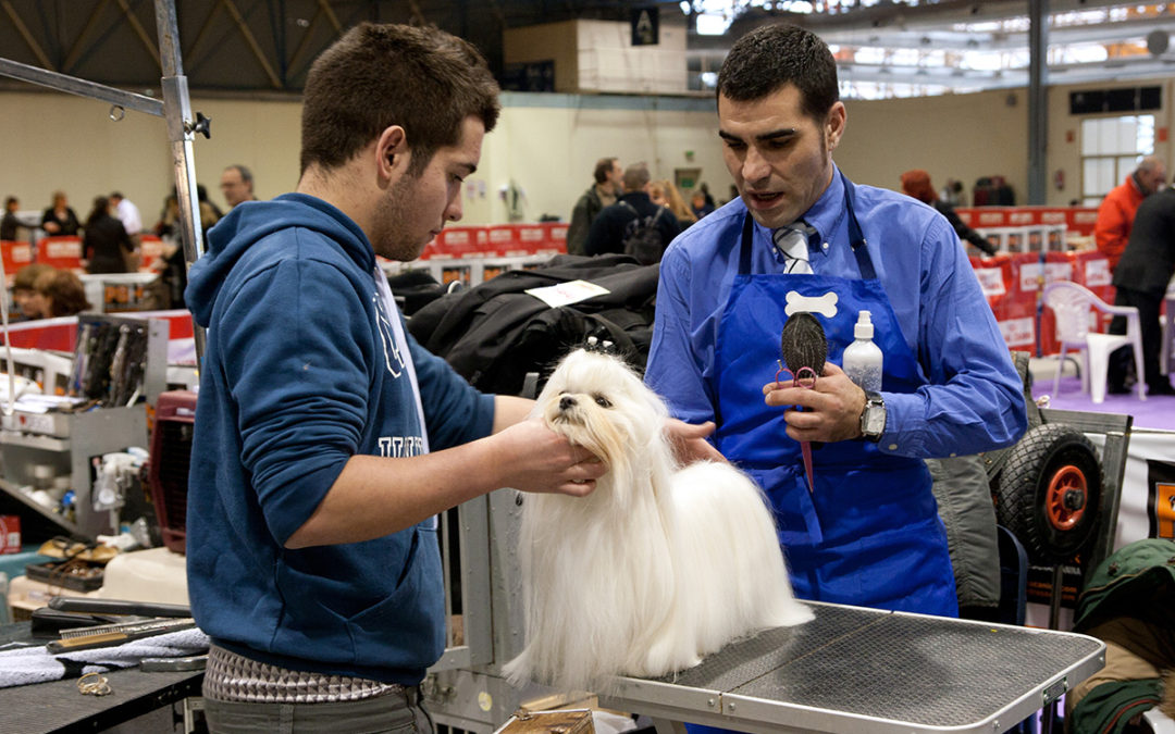 Exposition Canine Nationale