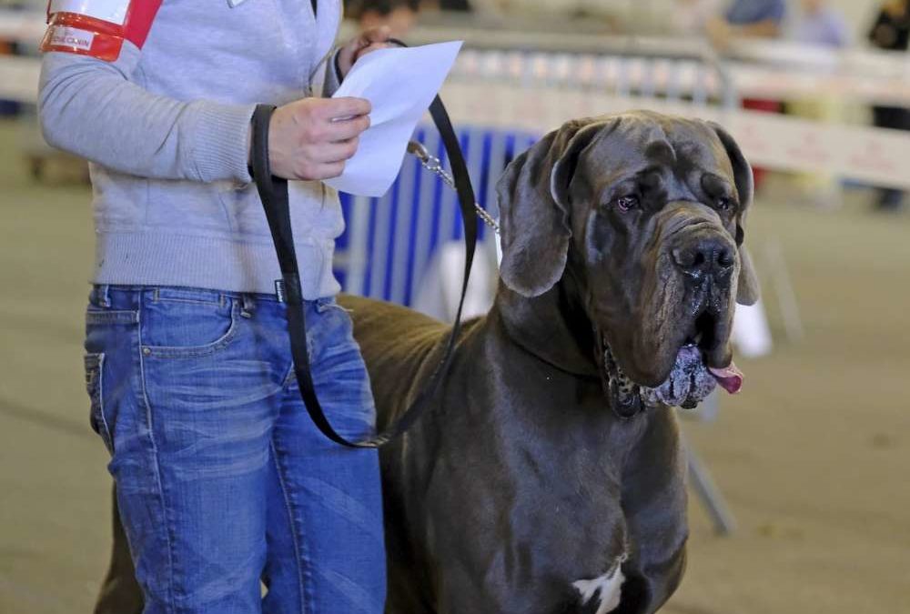 Exposition Canine Nationale