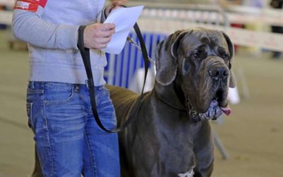 Exposition Canine Nationale